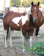 Decco TingTang Peppy, APHA reg. gelding - 2 years old